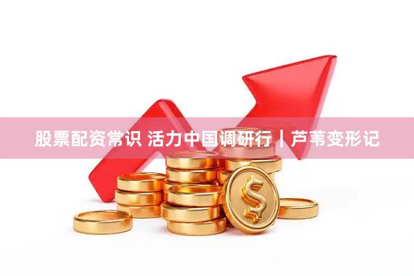 股票配资常识 活力中国调研行｜芦苇变形记